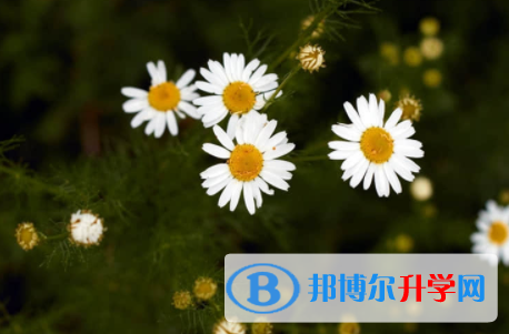 內江2022年中考網上報考信息平臺