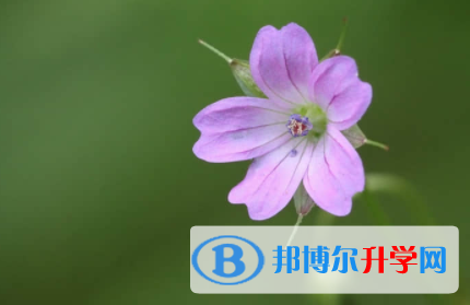 內江2022年中考學校排名