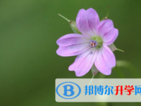 內江2022年中考學校排名