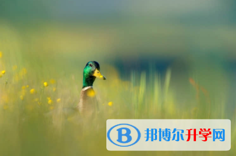 內江2022年中考在哪里查詢