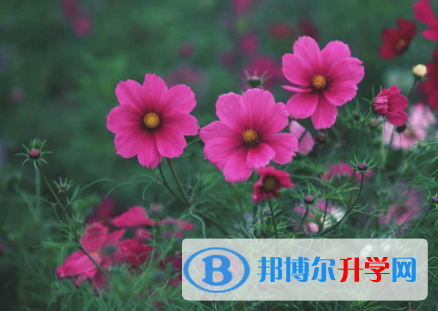內江2022年中考志愿如何填寫