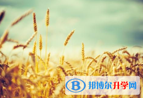 樂山2022年網上查詢中考成績