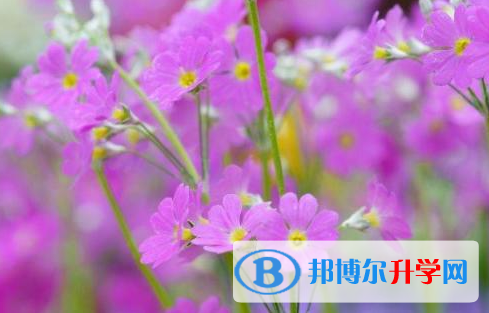 樂山2022年怎樣查詢中考成績