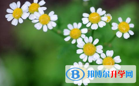 樂(lè)山2022年中考錄取查詢(xún)