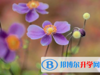 樂山2022年中考網絡應用服務平臺成績查詢
