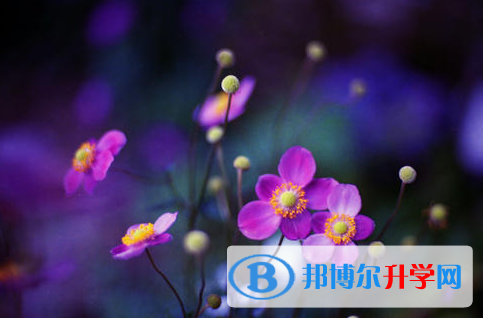 樂山2022年中考報考人數