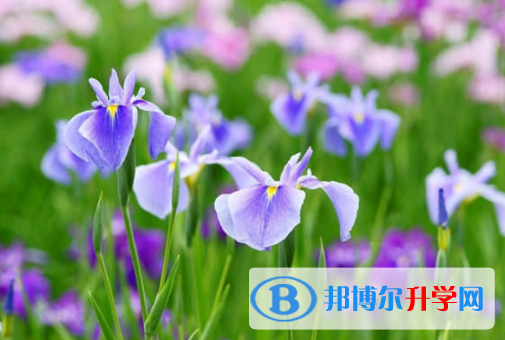 樂山2022年中考查詢網址