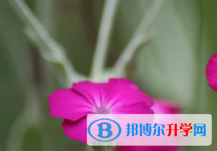 樂山2022年中考錄取查詢入口