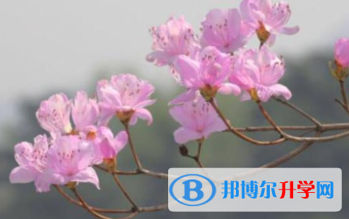 樂山2022年中考報名網址