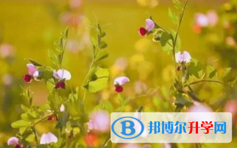 樂山2022年中考怎么填志愿才可以上到好的學(xué)校