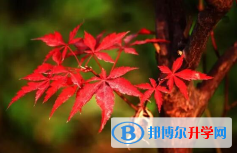 南充2022年如何查詢中考錄取結果