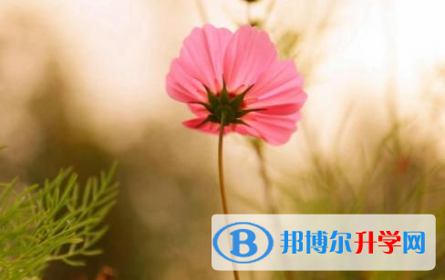 南充2022年中考成績查詢網址