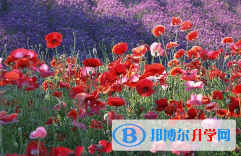 南充2022年歷年中考重點(diǎn)