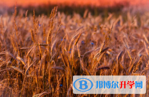 南充2022年中考查詢(xún)電話