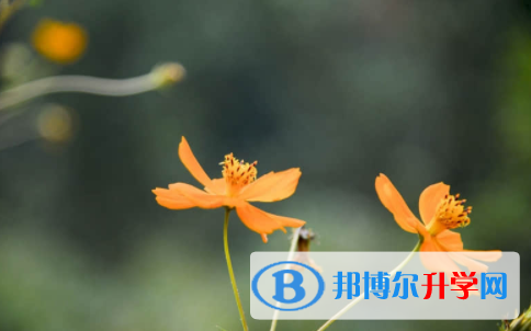 南充2022年中考填志愿統招和調劑