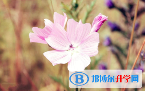 南充2022年中考招生網絡應用服務平臺