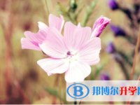 南充2022年中考招生網絡應用服務平臺