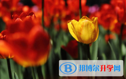 眉山2022年中考成績有沒D