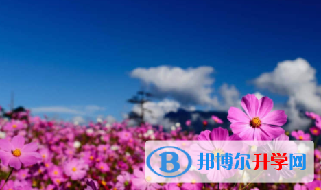 眉山2022年中考網(wǎng)絡應用平臺