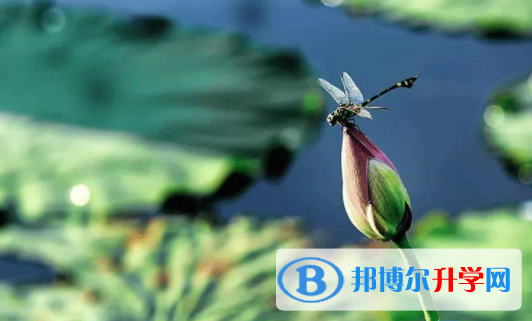 眉山2022年中考后計劃