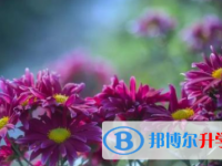 眉山2022年中考200多的哪些學校要