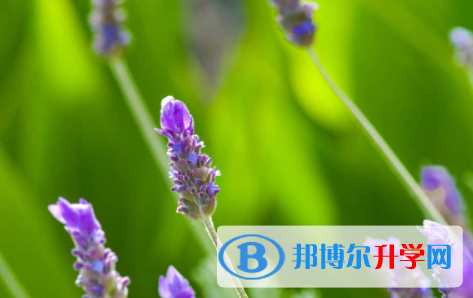 眉山2021年中考報名是哪個網站