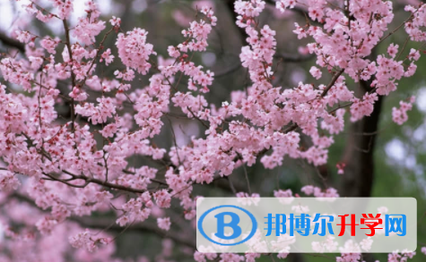 眉山2021年中考報名網站是什么