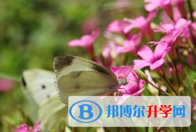 宜賓2022年中考報考攻略