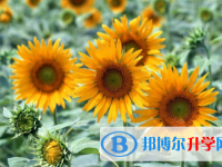 廣安2022年如何查詢中考成績(jī)單