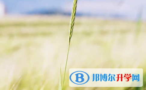 廣安2022年怎樣查詢中考藝體考試成績(jī)