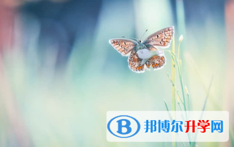 廣安2022年中考服務應用平臺