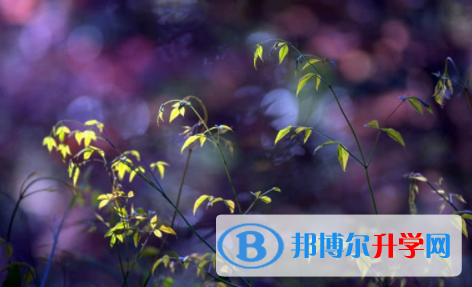 廣安2022年中考錄取結果查詢