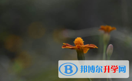 廣安2022年中考網上報名模擬