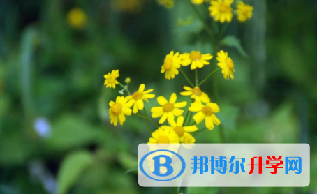 廣安2022年中考網上模擬報名