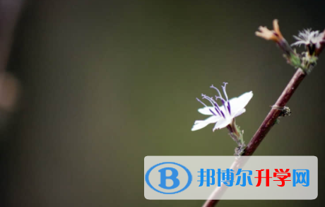 廣安2022年中考信息服務平臺