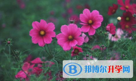 廣安2022年中考招生考試查詢系統
