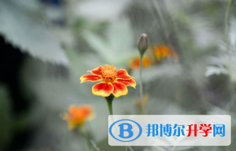 廣安2022年中考的規則