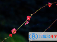 達(dá)州2022年中考網(wǎng)絡(luò)應(yīng)用服務(wù)平臺(tái)成績(jī)查詢(xún)