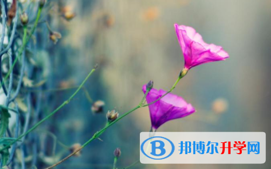 達(dá)州2022年中考在哪查詢成績