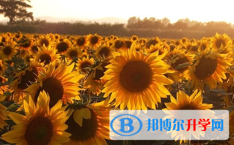 達(dá)州2022年中考服務(wù)應(yīng)用平臺(tái)