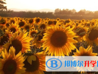 達州2022年中考服務應用平臺