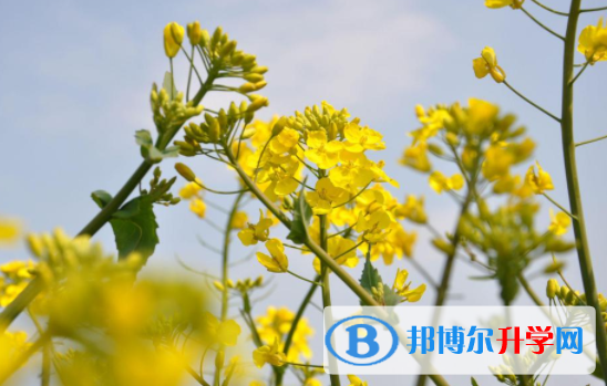 達(dá)州2022年中考公布時間
