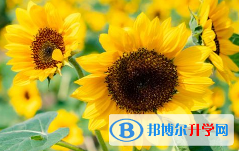 達州2022年中考報名網址