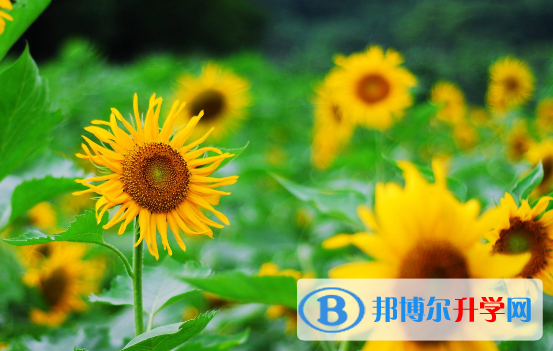 巴中2022年怎樣查詢(xún)中考藝體考試成績(jī)