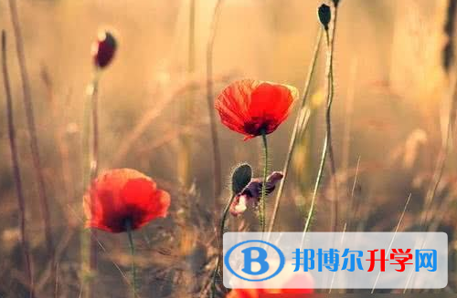 巴中2022年中考重點復習