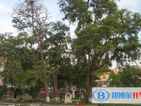石家莊第二十四中學2022年招生計劃