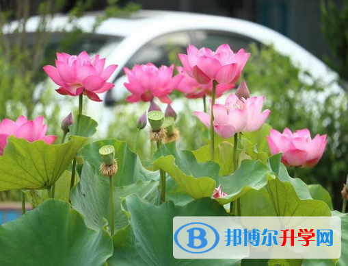 河北師范大學田家炳中學2023年招生計劃